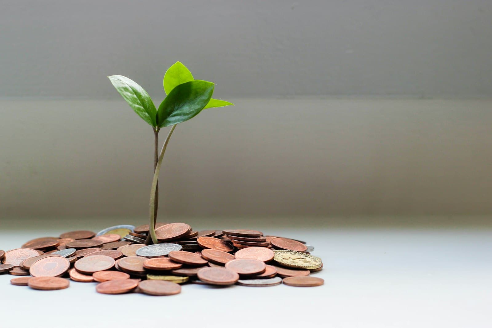 A seedling growing from a pile of coins, savings compounding from a small base.